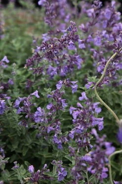 Junior Walker Catmint Perennial - Nepeta Faassenii - Shotgun Blooms -Quart Pot