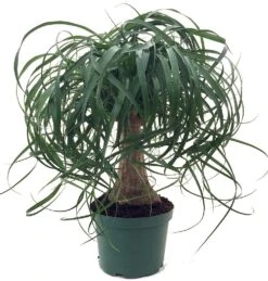 Guatemalan Red Ponytail Palm - Beaucarnea - 6" Pot - Easy To Grow - Live Plant