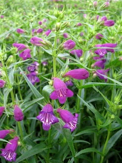 Pikes Peak Purple® Bearded Tongue Perennial - Penstemon - Quart Pot