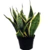 Futura Snake Plant, Mother-In-Law's Tongue, Barbershop Plant-Sanseveria - 6" Pot