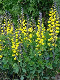 DecadenceĀ® Lemon Meringue Baptisia - False Indigo - Proven Winners - Gallon Pot