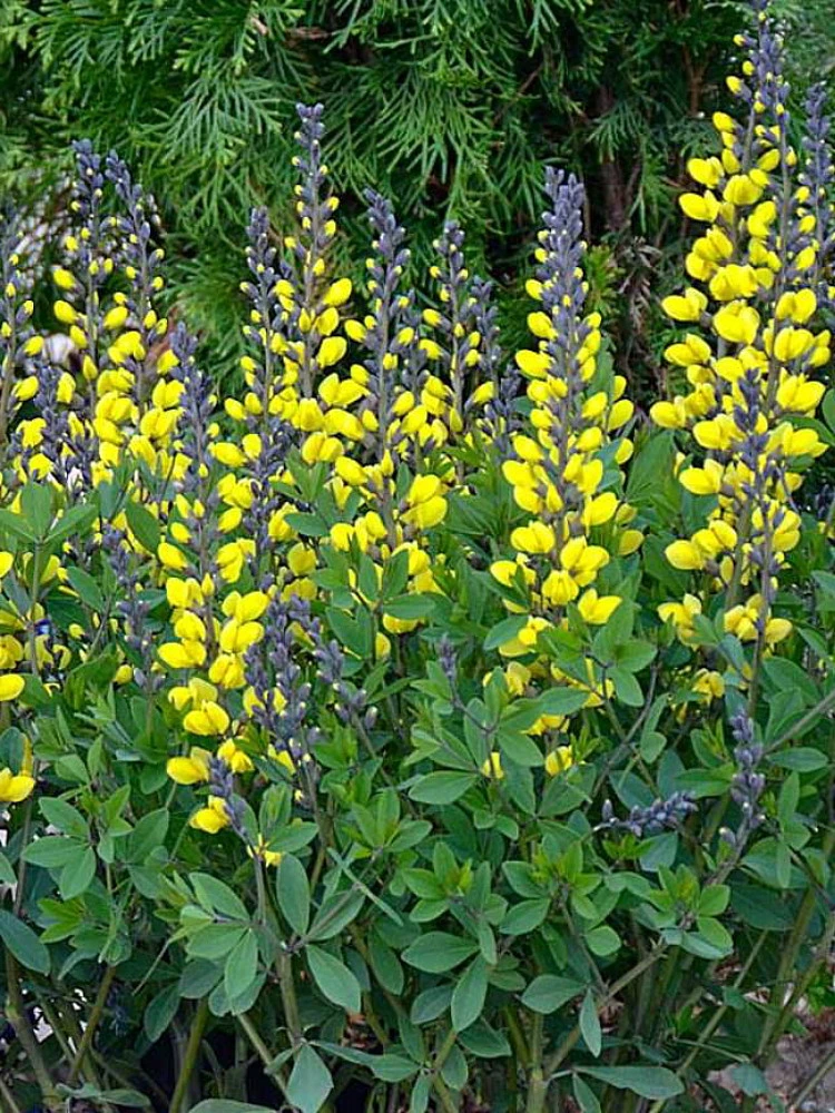 Decadence® Lemon Meringue Baptisia - False Indigo - Proven Winners - Gallon Pot