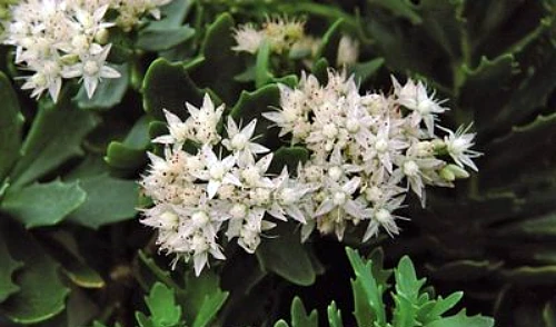 Thundercloud Sedum - Hardy Perennial Groundcover - Quart Pot - Image 3