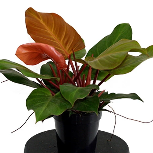 McColley's Finale Philodendron - Easy To Grow - 6" Pot - Collector's Series - Image 3