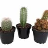 Instant Cactus Collection - 3 Plants - 4" Pots