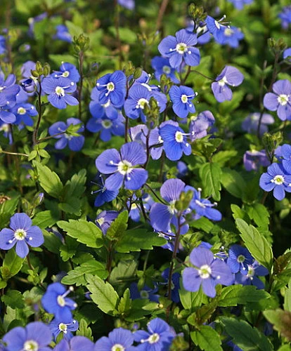 Georgia Blue Veronica - Speedwell - Quart Pot - Rich Blue Creeper - Image 4