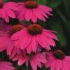 Pow Wow Wild Berry Coneflower - Echinacea - Quart Pot