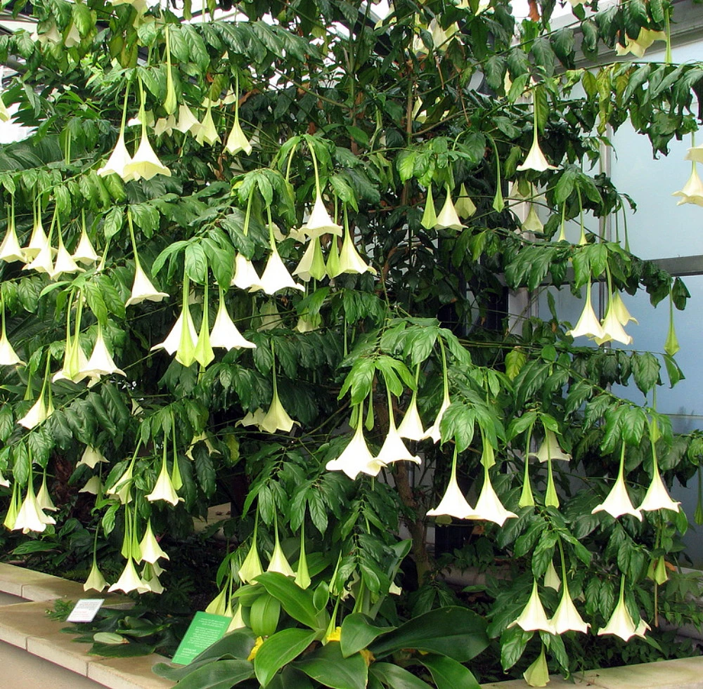 Portlandia Grandiflora Plant - Vanilla Fragrance At Night - Indoors/Out - 4" Pot - Image 3