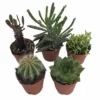 Instant Cactus/Succulent Collection - 5 Plants -Terrarium/Fairy Garden- 2" Pots