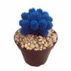 Tara Blue Living Desert Jewel Cactus - 4" Pot