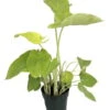 Lime Zinger Elephant Ear Plant - Xanthosoma - Indoors Or Out - 6" Pot