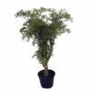 Stylized Thick Trunk Japanese Ming Tree - Polyscias Fruticosa - Indoor - 6" Pot