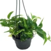 Golden Devil's Ivy - Pothos - Epipremnum - 6" Hanging Pot - Clean Air Machine