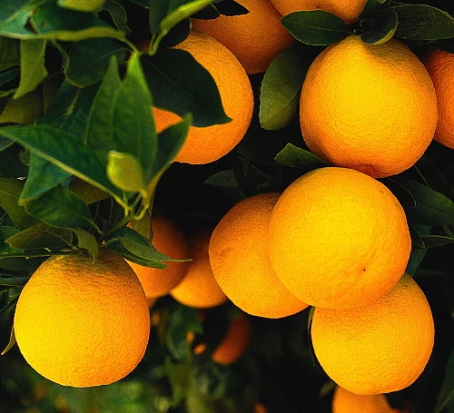 Valencia Orange Tree - Indoors/Out -8" Pot-NO SHIPPING TO TX, FL, AZ, CA, LA, HI - Image 2