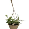 Krimson Queen Wax Plant - Hoya - 6" Hanging Basket - Trending