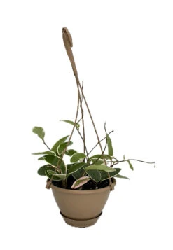 Krimson Queen Wax Plant - Hoya - 6" Hanging Basket - Trending