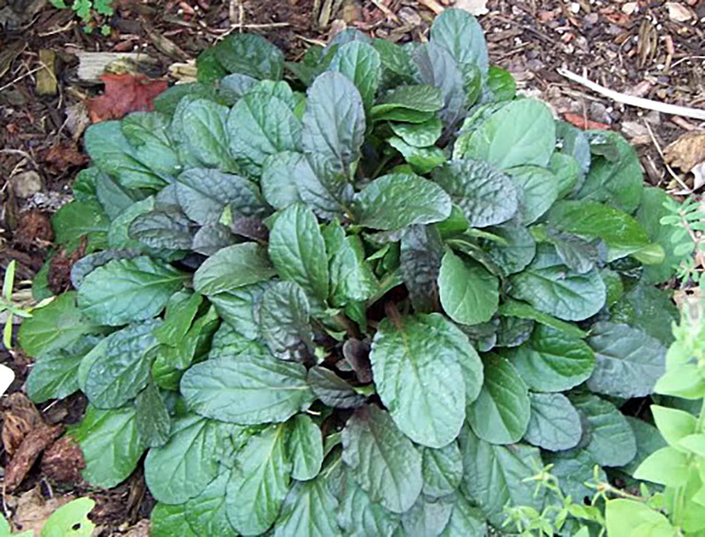 Chocolate Chip Ajuga - Carpet Bugle - Miniature Leaves - 48 Plants -1 3/4" Pot - Image 3