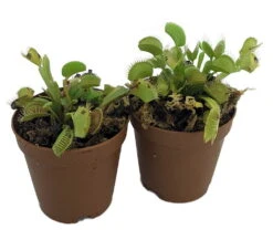 Venus Flytrap Plant - 2 Plants 2" Pots - CARNIVOROUS - Dionaea