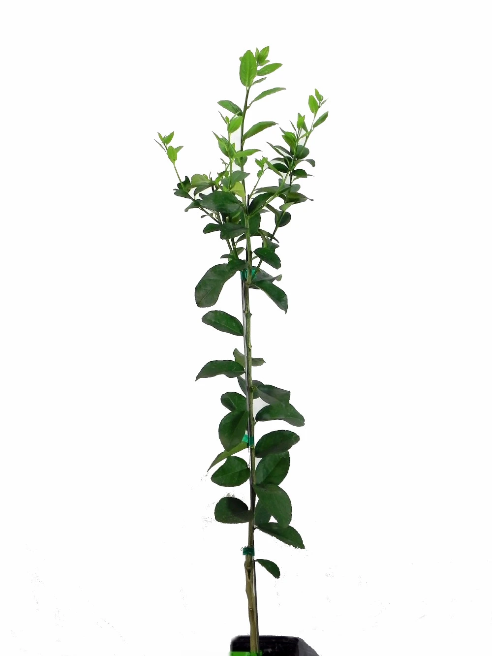 Key Lime Tree - 4x12" Pot -Fruiting Size-Key Lime Pie-Tree Form 1.5'-3' - Image 2