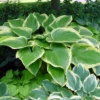Victory Hosta - Hosta Of The Year For 2015 - Quart Pot