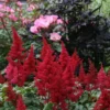 Fanal Astilbe - Dark Red Plumes - Live Plant - Quart Pot