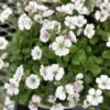 Babies Breath Mouse Ear - Gypsophila Cerastioides - Quart Pot