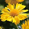 Mesa™ Yellow Blanket Flower - Gaillardia - 2010 AAS Winner - Quart Pot
