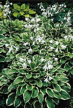 So Sweet Hosta - Hosta Of The Year 1996 - Quart Pot