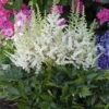 Visions In White Astilbe - Shade Perennial - Quart Pot