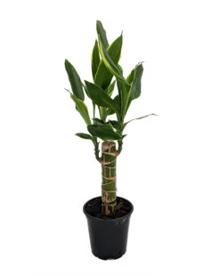 Moonlight Dragon Tree - Dracaena - 4" Pot - Easy To Grow House Plant