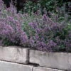 Dropmore Catmint Perennial - Nepeta - Quart Pot