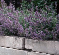 Dropmore Catmint Perennial - Nepeta - Quart Pot
