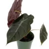 Chantrieri African Mask Plant - Alocasia - Houseplant - 4" Pot