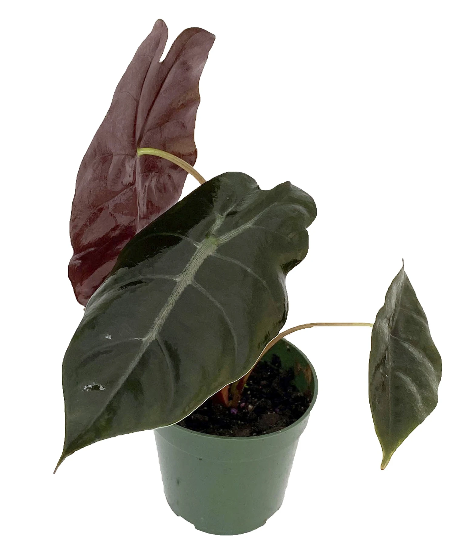 Chantrieri African Mask Plant - Alocasia - Houseplant - 4" Pot