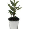 Bay Laurel Herb - Laurus Nobilis - 4" Pot - Live Plant