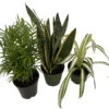 Hirt's House Plant Collection - Parlor Palm, Spider Plant, Snake Plant - 4" Pots