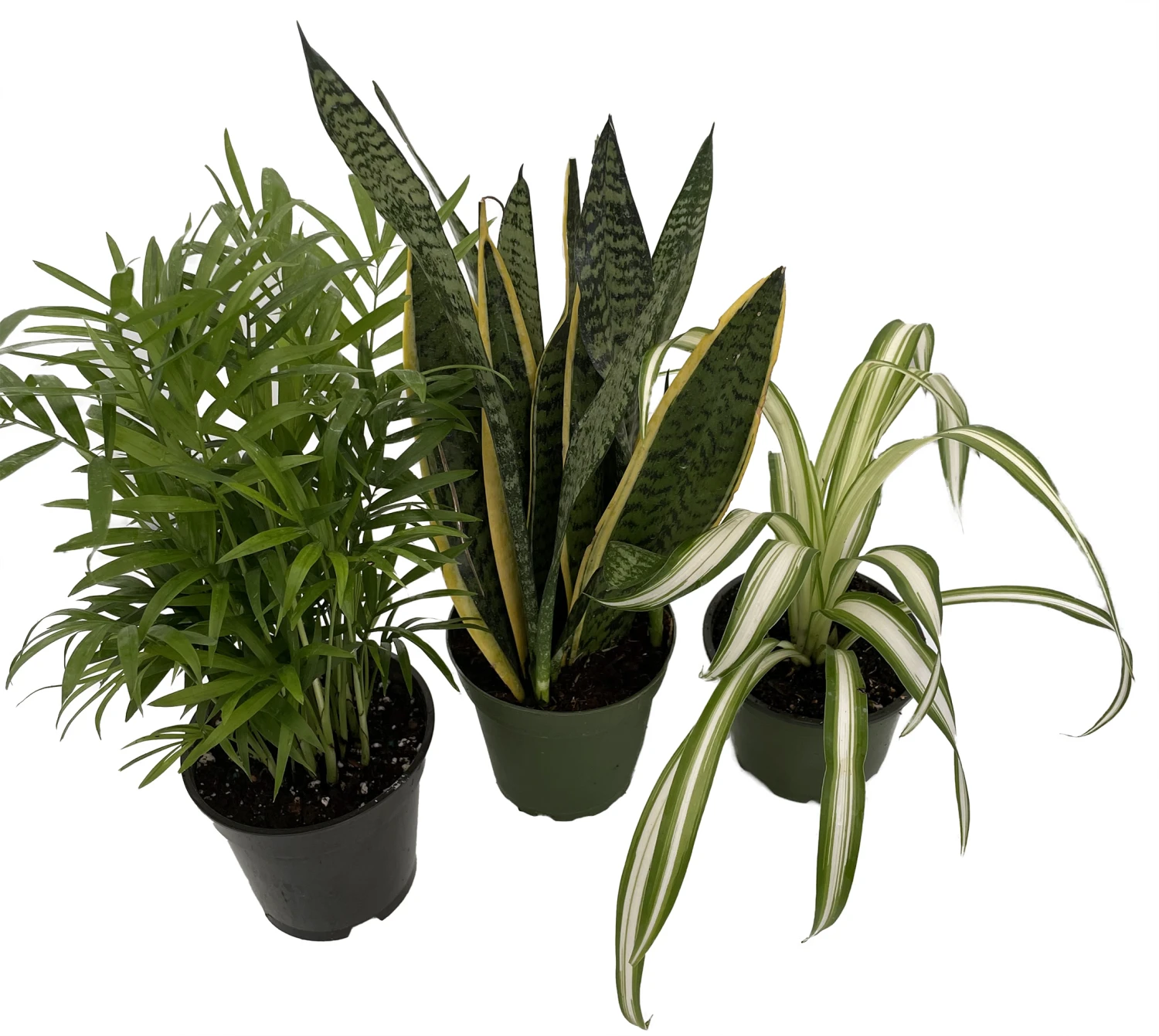 Hirt's House Plant Collection - Parlor Palm, Spider Plant, Snake Plant - 4" Pots