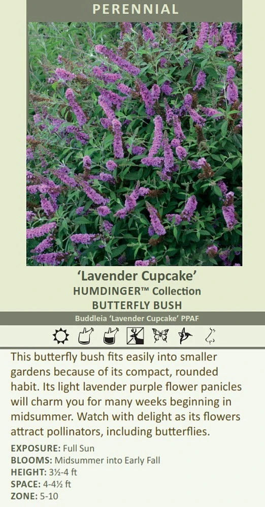 Humdinger® Lavender Cupcake Butterfly Bush - Buddleia - Compact - Gallon Pot - Image 2