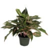 Sparkling Sarah Chinese Evergreen Plant - Aglaonema - Grows In Dim Light -6" Pot