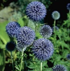 Globe Thistle Perennial - Echinops Ritro - Live Plant - Quart Pot