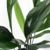 Cast Iron Plant - Aspidistra - Grows In Dim Light - 6" Pot