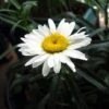 Alaska Shasta Daisy - Leucanthemum - Huge Flowers - Quart Pot