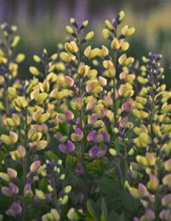 DecadenceĀ® Pink Lemonade Baptisia - False Indigo - Proven Winners - Gallon Pot