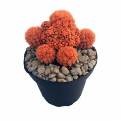 Fire Opal Orange Living Desert Jewel Cactus - 4" Pot