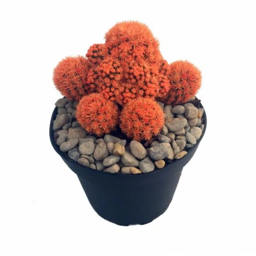 Fire Opal Orange Living Desert Jewel Cactus - 4" Pot