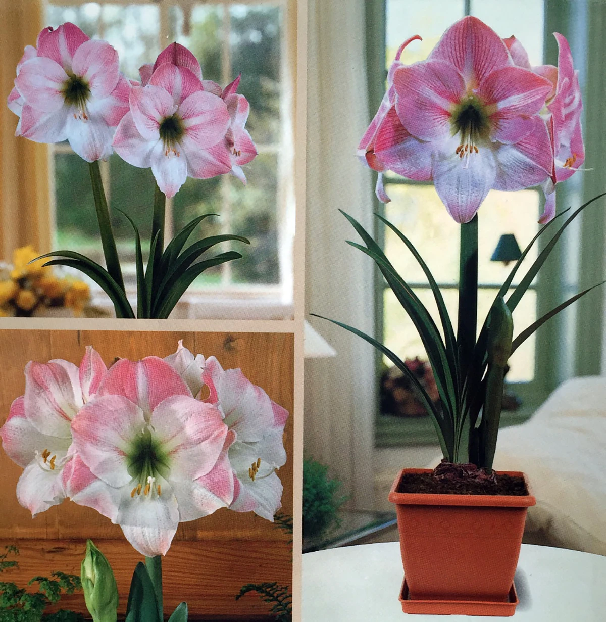 Amaryllis Kit: Apple Blossom + Plastic Pot & Soil - 26/28 Cm Bulb - Netherland - Image 2