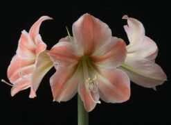 Apricot Parfait Dutch Amaryllis Bulb - 34/36 Cm Bulb