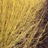 Arctic Fire® Yellow - Cornus Sericea - Redtwig Dogwood - Proven Winners - 4" Pot