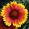 Arizona Sun Blanket Flower Perennial - Gaillardia - Hardy - Quart Pot