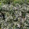 Low Scape Snowfire™ Chokeberry - 4" Pot - Aronia - Proven Winners